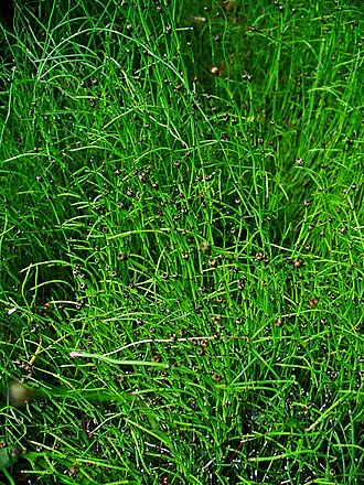 Dwarf Scouring Rush (Equisetum scirpoides)