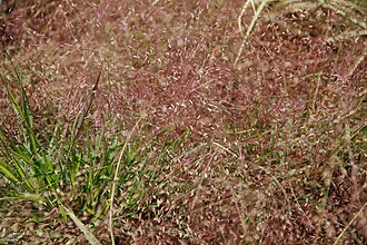Purple Lovegrass (Eragrostis spectabilis)