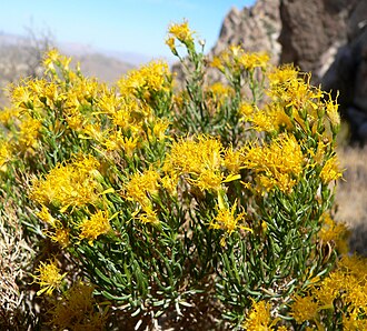 Turpentine Bush (Ericameria laricifolia)