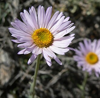 Silver Fleabane (Erigeron argentatus)