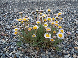 Cutleaf Daisy (Erigeron compositus)
