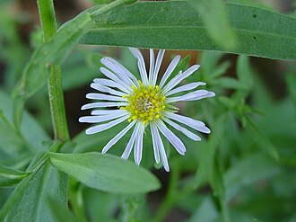 Spreading Fleabane (Erigeron divergens)