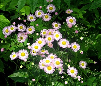 Philadelphia Fleabane (Erigeron philadelphicus)