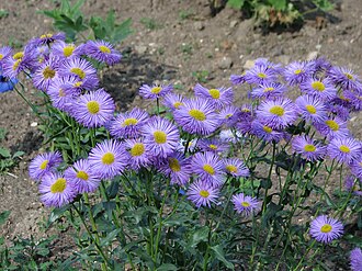 Aspen Fleabane (Erigeron speciosus)