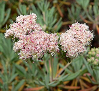 Santa Cruz Island Buckwheat (Eriogonum arborescens)
