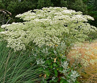St. Catherine's Lace (Eriogonum giganteum)