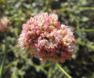 Red-flowered Buckwheat (Eriogonum grande)