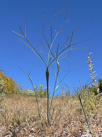 Desert Trumpet (Eriogonum inflatum)
