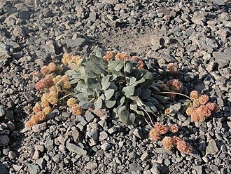 Lobb's Buckwheat (Eriogonum lobbii)
