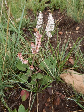 Redroot Buckwheat (Eriogonum racemosum)