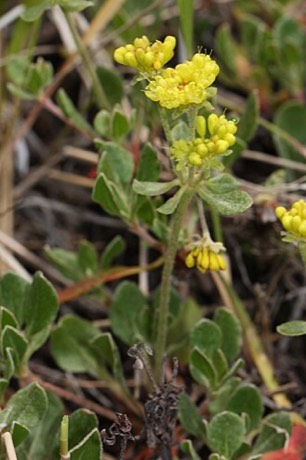 Sulphur Buckwheat (Eriogonum umbellatum)