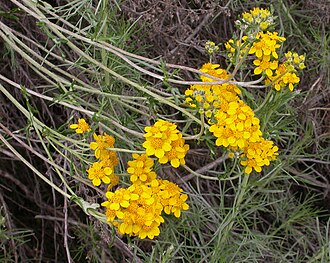 Golden Yarrow (Eriophyllum confertiflorum)