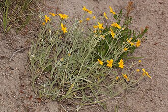 Oregon Sunshine (Eriophyllum lanatum)