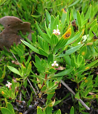 Golden Creeper (Ernodea littoralis)