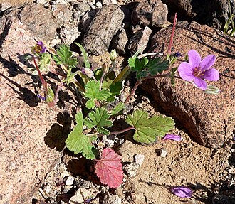 Texas Stork's Bill (Erodium texanum)