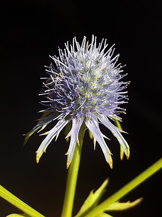 Marsh Rattlesnake-master (Eryngium aquaticum)
