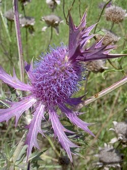 Leavenworth's Eryngo (Eryngium leavenworthii)