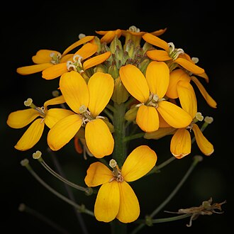 Western Wallflower (Erysimum capitatum)