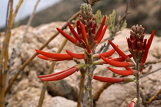 Southwestern Coral Bean (Erythrina flabelliformis)