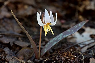 White Trout Lily (Erythronium albidum)