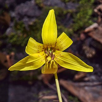 Yellow Trout Lily (Erythronium americanum)
