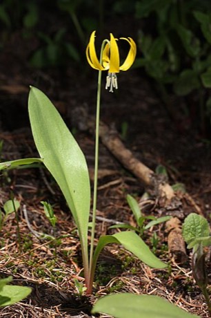 Glacier Lily (Erythronium grandiflorum)