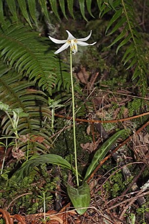 Oregon Fawn Lily (Erythronium oregonum)