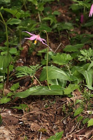 Pink Fawn Lily (Erythronium revolutum)