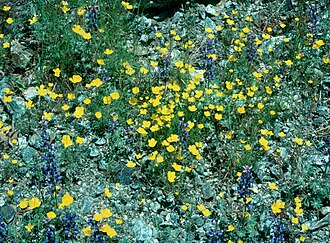 Tufted Poppy (Eschscholzia caespitosa)
