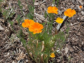 California Poppy (Eschscholzia californica)