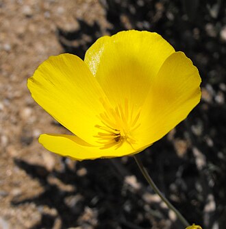 Pygmy Poppy (Eschscholzia parishii)