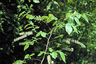 Swamp Fetterbush (Eubotrys racemosa)