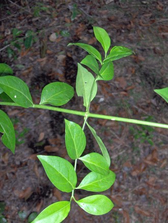 White Stopper (Eugenia axillaris)