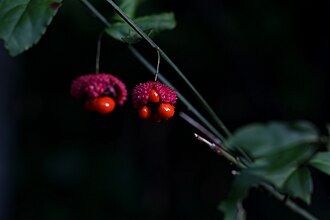 Strawberry Bush (Euonymus americanus)
