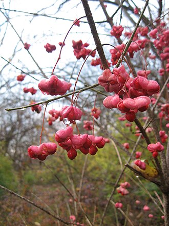 Eastern Wahoo (Euonymus atropurpureus)