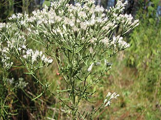 Hyssopleaf Boneset (Eupatorium hyssopifolium)