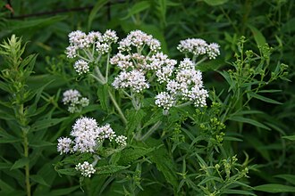 Common Boneset (Eupatorium perfoliatum)