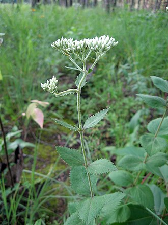 Roundleaf Boneset (Eupatorium rotundifolium)