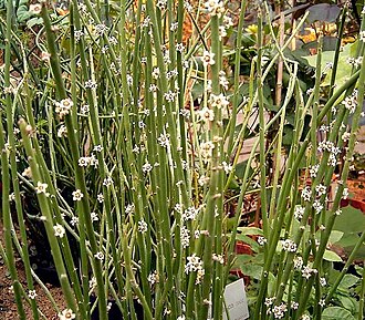 Candelilla (Euphorbia antisyphilitica)