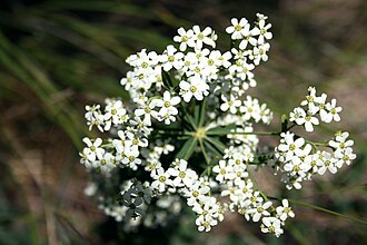 Flowering Spurge (Euphorbia corollata)