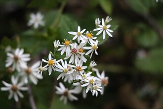 White Wood Aster (Eurybia divaricata)