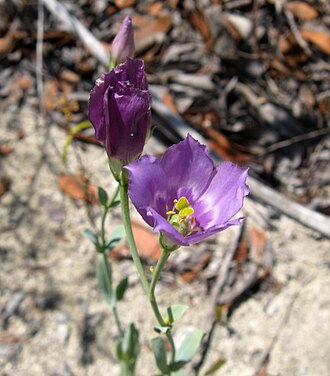 Seaside Gentian (Eustoma exaltatum)
