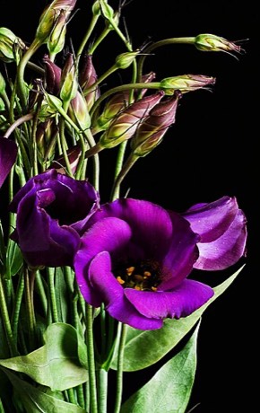 Prairie Gentian (Eustoma russellianum)