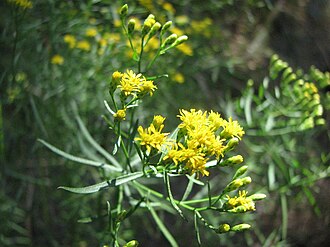 Slender Goldentop (Euthamia caroliniana)