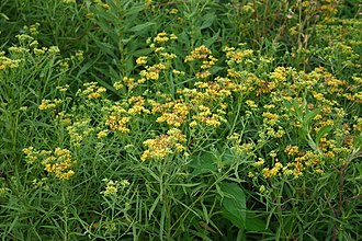 Grass-leaved Goldenrod (Euthamia graminifolia)