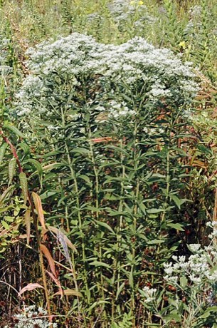 Tall Joe-pye Weed (Eutrochium altissimum)