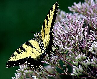 Hollow-stem Joe-pye Weed (Eutrochium fistulosum)