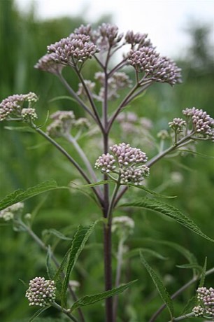 Spotted Joe-pye Weed (Eutrochium maculatum)