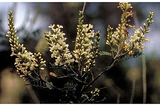 Texas Kidneywood (Eysenhardtia texana)