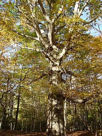 American Beech (Fagus grandifolia)